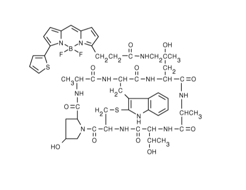 BODIPY 558/568鬼筆環肽