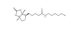 1217605-72-5        生物素5-溴戊酰胺	BIOTIN 5-BROMOPENTYLAMIDE