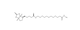 1381861-94-4        Biotin-peg3-hydrazide	生物素-PEG3-酰肼	