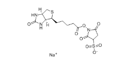 119616-38-5         蛋白標記用 Biotin Sulfo-Osu	    生物素 3-磺酸基-N-羥基琥珀酰亞胺鈉鹽	