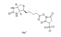 119616-38-5          Sulfo-NHS-Biotin試劑	生物素 3-磺酸基-N-羥基琥珀酰亞胺鈉鹽	