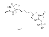 119616-38-5,Sulfo-NHS-Biotin,NHS-SS-Biotin,生物素 3-磺酸基-N-羥基琥珀酰亞胺鈉鹽