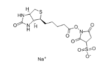 119616-38-5，水溶交聯(lián)劑Sulfo-NHS-Biotin