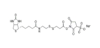 325143-98-4,Sulfo-NHS-SS-Biotin,水溶活性酯雙硫鍵生物素交聯劑