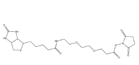 596820-83-6，Biotin-PEG2-NHS ester，9-(生物素氨基)-4,7-二氧雜壬酸N-琥珀酰亞胺酯