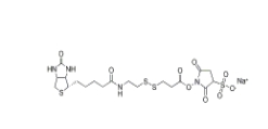 CAS:325143-98-4/Biotin-SS-Sulfo-NHS ester/磺酸基活性酯二硫生