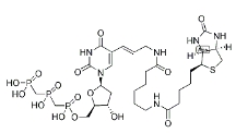 [CAS 1221498-88-9]，Biotin-11-dUTP 