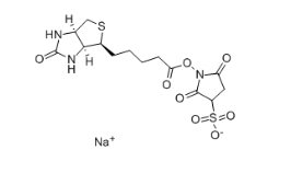 Biotin 3-sulfo-N-hydroxysuccinimide ester sodium salt、119616-38-5、生物素 3-磺酸基-N-羥基琥珀酰亞胺鈉鹽