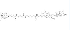 Biotin-16-dUTP，86303-26-6