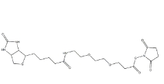 Biotin-PEG2-NHS	    596820-83-6          (+)-生物素-PEG2-NHS酯