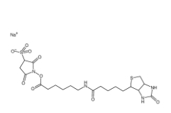 Sulfo-NHS-LC-Biotin	127062-22-0	      水溶生物素活性酯交聯劑，6-(生物素酰胺)己酸磺酸基琥珀酰亞胺酯鈉鹽