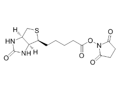 N-Succinimidyl D-Biotinate；35013-72-0；(+)生物素-N-琥珀酰亞胺基酯