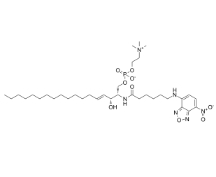 C6NBD-神經鞘氨酯，CAS號：94885-04-8，C6 NBD Sphingomyelin (d18:1/6:0)